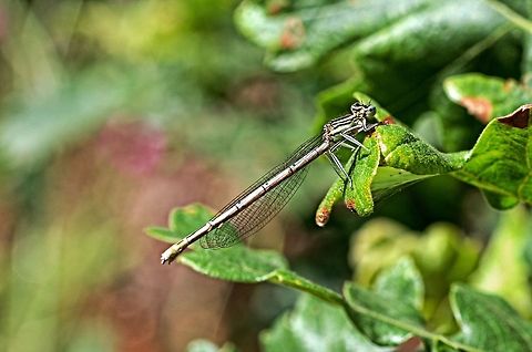 Big eye dragon fly damselfly on leaf Bulgaria,Closeup,Damselfly,Geotagged,Platycnemis pennipes,White-legged Damselfly,Winter,animalia,biodiversity,insect,insecta,leaf,odonata,platycnemidae,zygoptera