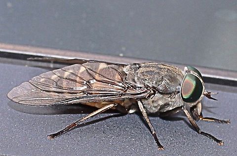 Big fly This monster landed on my car whilst out walking, opportunist shot cropped to size Bulgaria,Geotagged,Macro,Summer,fly,insect