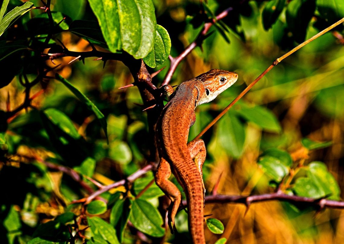 Lizard in the forest This guy saw me and froze, just got one chance to get as many shots as poss, this was the best of the bunch. <br />
 It is a Northeastern green lizard, (Lacerta viridis meridionalis) and was photographed in the forest near Stambolovo in southern Bulgaria European green lizard,Lacerta viridis,forest,lizard