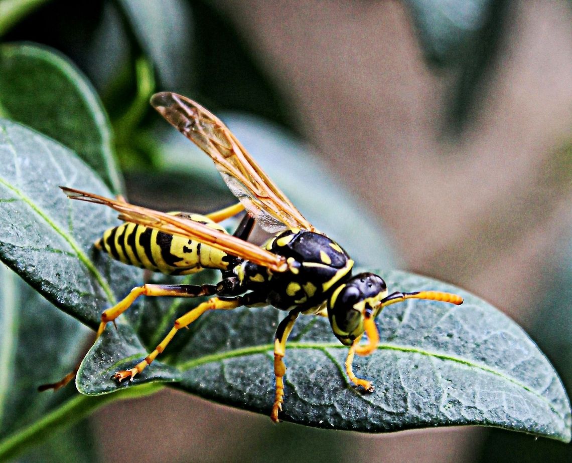 Wasp ready for take-off I saw this little guy perched on a leaf, rushed to get camera and this was the result Bulgaria,Closeup,European paper wasp,Geotagged,Polistes dominula,Summer,garden,leaf,wasp
