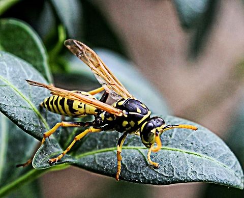 Wasp ready for take-off I saw this little guy perched on a leaf, rushed to get camera and this was the result Bulgaria,Closeup,European paper wasp,Geotagged,Polistes dominula,Summer,garden,leaf,wasp