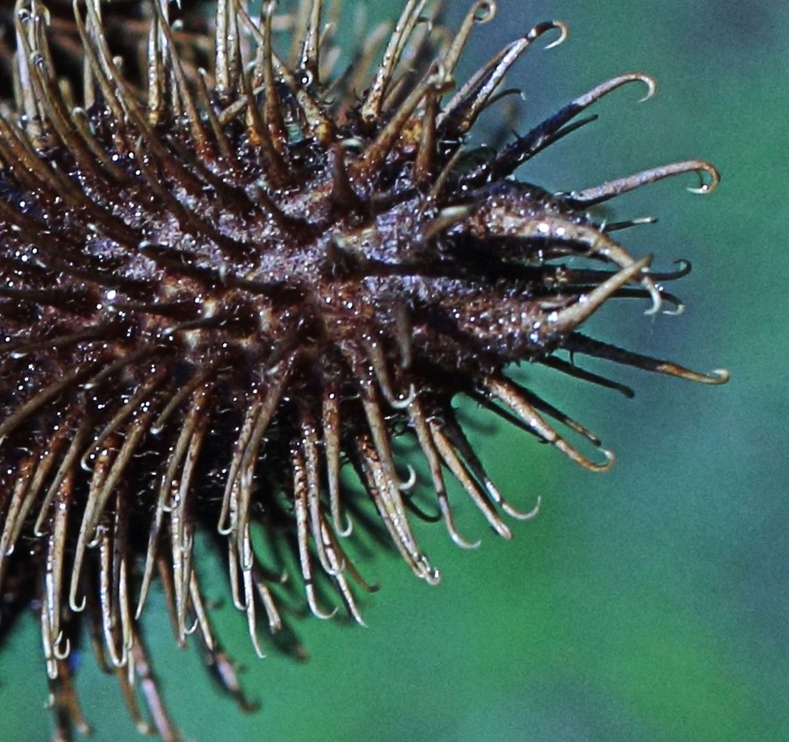 "Nature's Velcro" This is a macro shot of a Burr identified to the best of my ability from the Xanthium_species.  Commonly known for sticking to the clothes and pets of people and was the inspiration behind the invention of Velcro. This shot was taken whilst out walking in the city of Haskovo, Bulgaria burr,hooks,macro,plant,sticky,velcro,xanthium