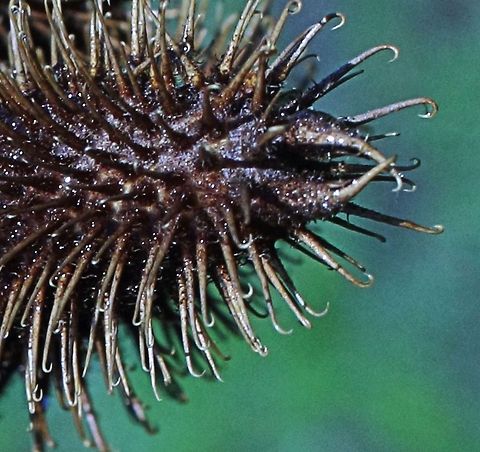 "Nature's Velcro" This is a macro shot of a Burr identified to the best of my ability from the Xanthium_species.  Commonly known for sticking to the clothes and pets of people and was the inspiration behind the invention of Velcro. This shot was taken whilst out walking in the city of Haskovo, Bulgaria burr,hooks,macro,plant,sticky,velcro,xanthium
