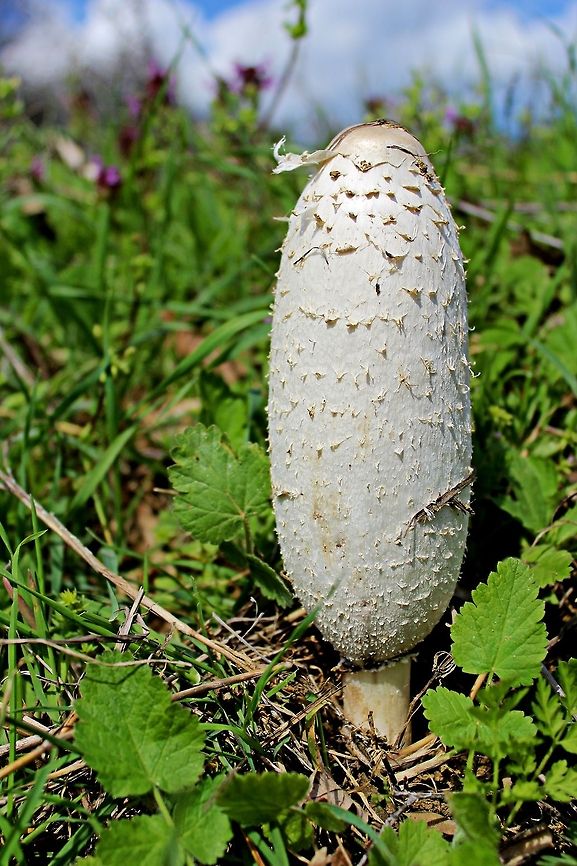 Shaggy ink cap mushroom Coprinus comatus (Shaggy ink cap) is in abundant supply here in Southern Bulgaria where this photograph was taken Bulgaria,Coprinus comatus,Shaggy ink cap,edible,forest,ink cap,mushroom