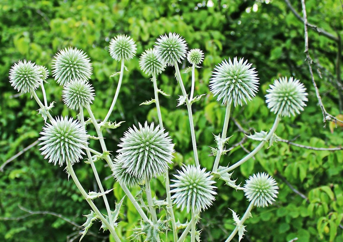 Globe Thistle These globe thistles (Echinops_Sphaerocephalus) can be seen all over the mountain sides here in Stambolovo in South Bulgaria Bulgaria,Echinops sphaerocephalus,Great globe thistle,close up,globe thistle,mountain side