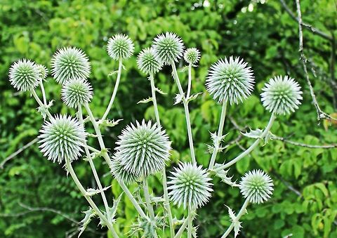 Globe Thistle These globe thistles (Echinops_Sphaerocephalus) can be seen all over the mountain sides here in Stambolovo in South Bulgaria Bulgaria,Echinops sphaerocephalus,Great globe thistle,close up,globe thistle,mountain side