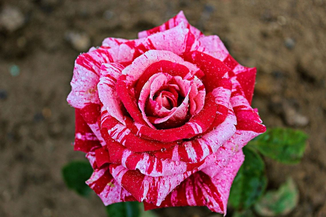 Two tone red rose I just happened to see this rose on the roadside whilst driving through a local village.  There are many beautiful coloured roses growing here at this time of the year. I was not able to identify the variety at the time of posting Bulgaria,dropets,pink,red,rose