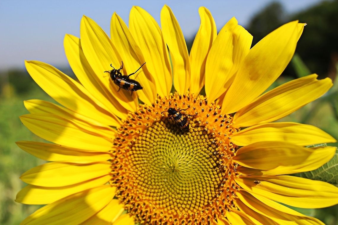 Sunflower days There are more than 50 species of sunflower (Helianthus), and here in Bulgaria July is the month when the fields are just a carpet of yellow. A beautiful warming site when driving through the country.  Even the resident bugs share the sunflower colours Helianthus,Mylabris variabilis,Sunflower,summer,sunny,yellow
