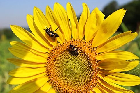 Sunflower days There are more than 50 species of sunflower (Helianthus), and here in Bulgaria July is the month when the fields are just a carpet of yellow. A beautiful warming site when driving through the country.  Even the resident bugs share the sunflower colours Helianthus,Mylabris variabilis,Sunflower,summer,sunny,yellow