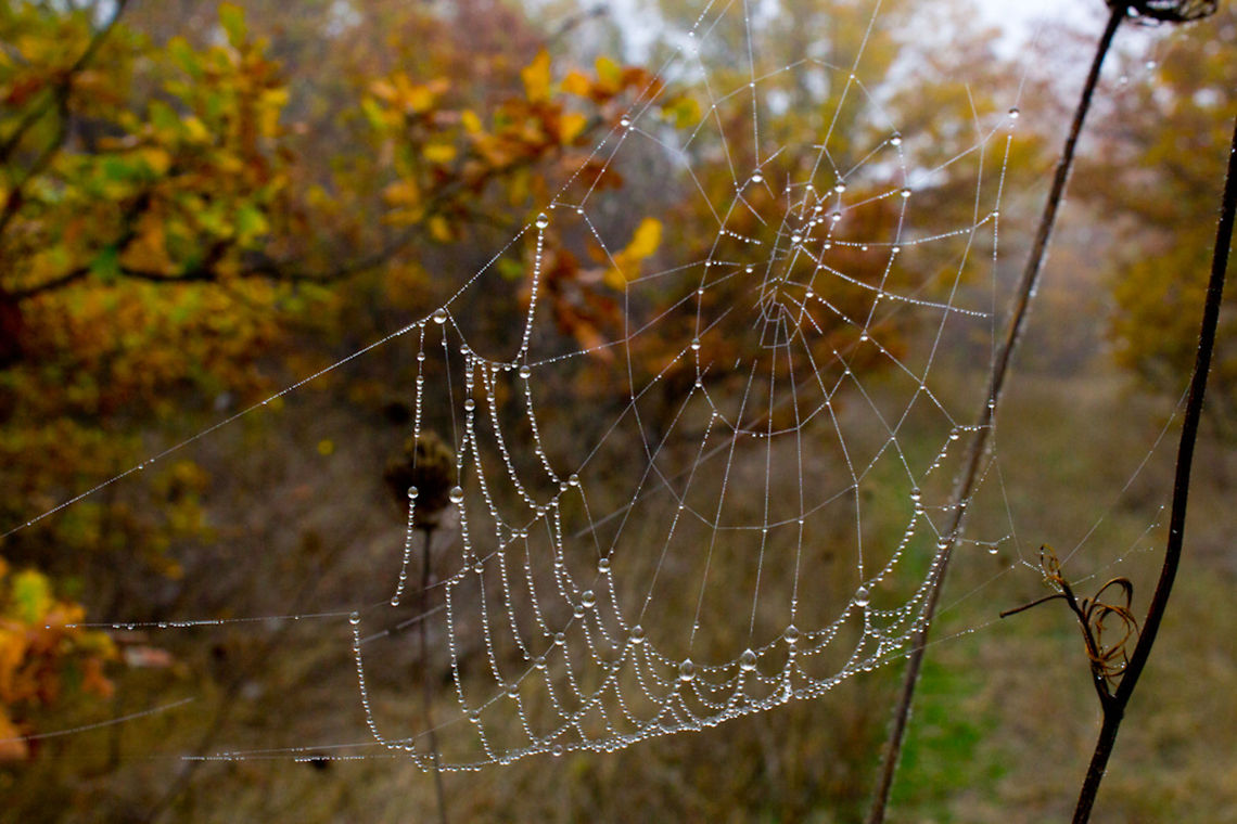 Jewelled spiders web Taken one misty morning last year whilst out walking. I couldn't resist taking this shot. I just loved the symmetry of the water droplets caused by the morning dew  dew,mist,morning,spider,web