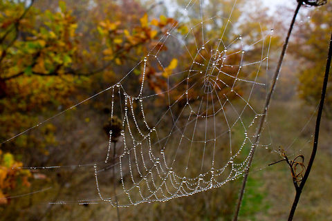 Jewelled spiders web Taken one misty morning last year whilst out walking. I couldn't resist taking this shot. I just loved the symmetry of the water droplets caused by the morning dew  dew,mist,morning,spider,web