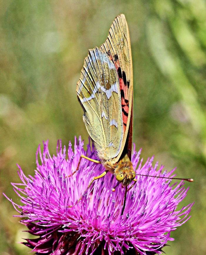 Breakfast drink A silver washed fritillary butterfly enjoying the nectar from the morning flowers. Taken whilst out in the mountains one morning Argynnis pandora,Cardinal,butterfly,drinking,macro