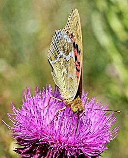 Breakfast drink A silver washed fritillary butterfly enjoying the nectar from the morning flowers. Taken whilst out in the mountains one morning Argynnis pandora,Cardinal,butterfly,drinking,macro