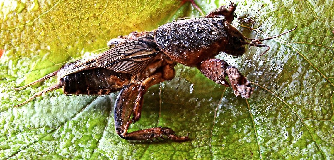 European Mole Cricket European Mole Cricket (Gryllotalpa).  Came across this in the garden recently, What a scarey sight initially.  This one was around 7cm long. The locals tell me that they call them &quot;blind dogs&quot; and they live and burrow underground hence the shape of their front feet Bulgaria,Geotagged,Gryllotalpa gryllotalpa,Summer,blind dog,close up,cricket,gryllotalpa,insect,mole cricket
