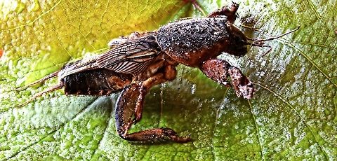 European Mole Cricket European Mole Cricket (Gryllotalpa).  Came across this in the garden recently, What a scarey sight initially.  This one was around 7cm long. The locals tell me that they call them "blind dogs" and they live and burrow underground hence the shape of their front feet Bulgaria,Geotagged,Gryllotalpa gryllotalpa,Summer,blind dog,close up,cricket,gryllotalpa,insect,mole cricket