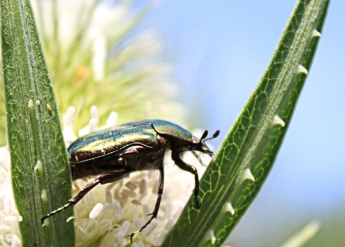 Cetonia_aurata_(rose_chafer) Caught this one whilst out walking this morning. The rose chafer beetle is found across Europe and the adults feed off flowers and love the sunny weather Bulgaria,Cetonia aurata,Rose chafer,beetle,europe,flowers