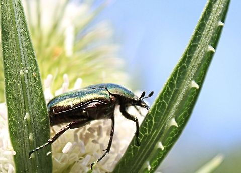 Cetonia_aurata_(rose_chafer) Caught this one whilst out walking this morning. The rose chafer beetle is found across Europe and the adults feed off flowers and love the sunny weather Bulgaria,Cetonia aurata,Rose chafer,beetle,europe,flowers