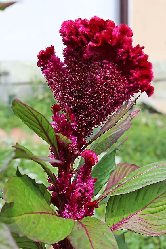 Celosia You may be forgiven for thinking this is a wooly mitten stuck in the garden but it is in fact, (as far as I can ascertain), a Celosia flower of the Amaranth family.  A strange looking but beautiful flower which sports a flat profile along with it's stalk.  Any further info on these from other members would be appreciated Bulgaria,Celosia argentea,amaranth,celosia,flower,red