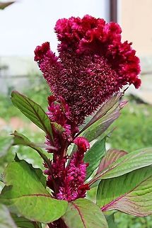 Celosia You may be forgiven for thinking this is a wooly mitten stuck in the garden but it is in fact, (as far as I can ascertain), a Celosia flower of the Amaranth family.  A strange looking but beautiful flower which sports a flat profile along with it's stalk.  Any further info on these from other members would be appreciated Bulgaria,Celosia argentea,amaranth,celosia,flower,red