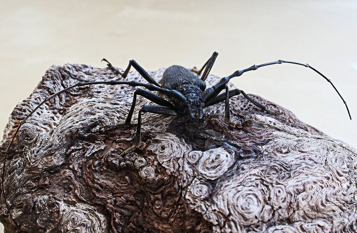longhorn beetle This little fellow walked across our path whilst we were sat out enjoying a glass of wine.  Long horn indeed, those antenna were each over 80mm long Bulgaria,Cerambyx cerdo,Geotagged,Summer,europe,longhorn beetle