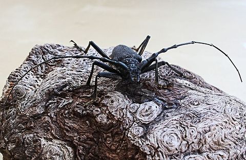 longhorn beetle This little fellow walked across our path whilst we were sat out enjoying a glass of wine.  Long horn indeed, those antenna were each over 80mm long Bulgaria,Cerambyx cerdo,Geotagged,Summer,europe,longhorn beetle