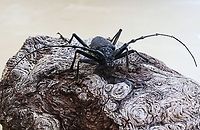 longhorn beetle This little fellow walked across our path whilst we were sat out enjoying a glass of wine.  Long horn indeed, those antenna were each over 80mm long Bulgaria,Cerambyx cerdo,Geotagged,Summer,europe,longhorn beetle