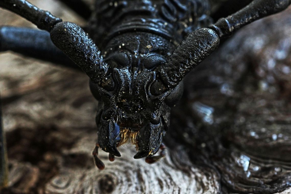 longhorn beetle - Close up A close up of my previous post of this longhorn beetle. The face only it's mother could love!! Bulgaria,Cerambyx cerdo,Geotagged,Summer,europe,longhorn beetle,macro