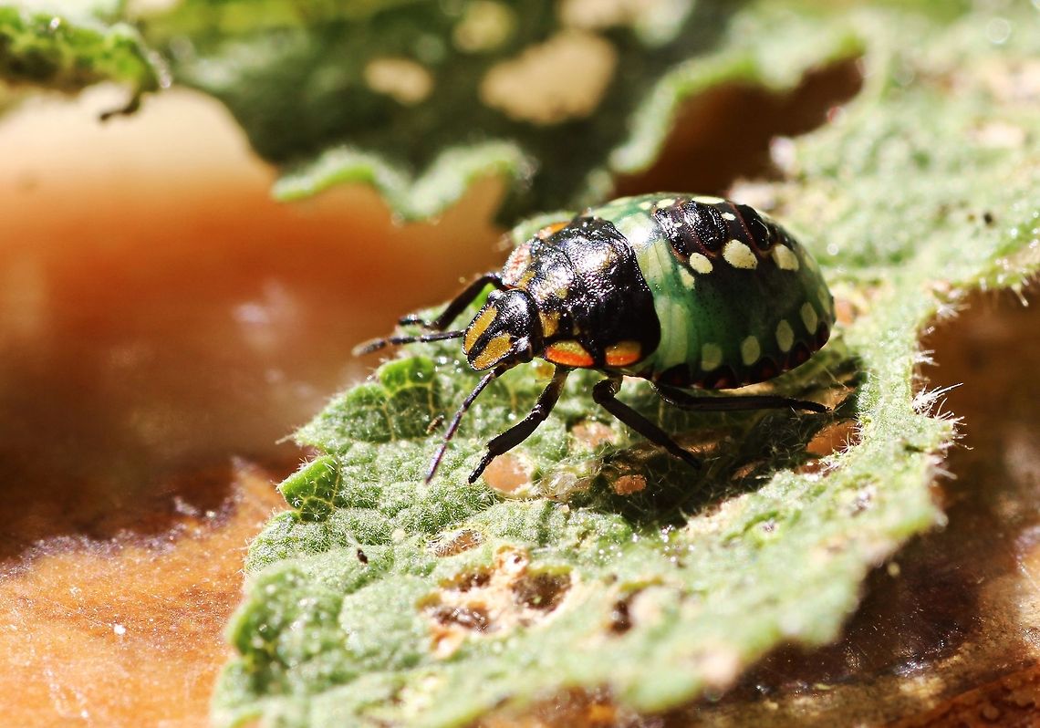 Garden Bug!! This little fellow is in abundance in our garden and rapidly eating it's way through all our leaves of various plants as you can see in the picture. I have scoured the internet to try and i.d. him but the nearest I can come up with is harlequin bug. Any help would be appreciated Bulgaria,Geotagged,Nezara viridula,Summer,bug,garden,green,pest