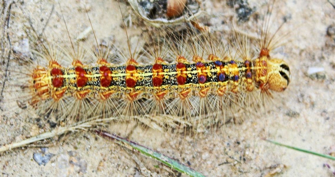Gypsy moth caterpillar This is the dreaded gypsy moth caterpillar, Lymantria dispar, which can multiply out of control and strip entire oak trees down to the stick. In some cases, entire forests are deprived of their leaves by hordes of these caterpillars. Walking into a forest under siege from gypsy moth caterpillars, you can actually hear the sound of millions of tiny jaws working away, eating every leaf in site. Attempts have been made to control this caterpillar by spraying entire forests with a kind of bacteria that kills the caterpillars. While this can be effective, the bacteria is known to kill many other species of caterpillars in addition to the gypsy moth. It&rsquo;s a high price to pay to rescue trees that will likely eventually survive anyway! Bulgaria,Geotagged,Gypsy moth,Lymantria dispar,Spring