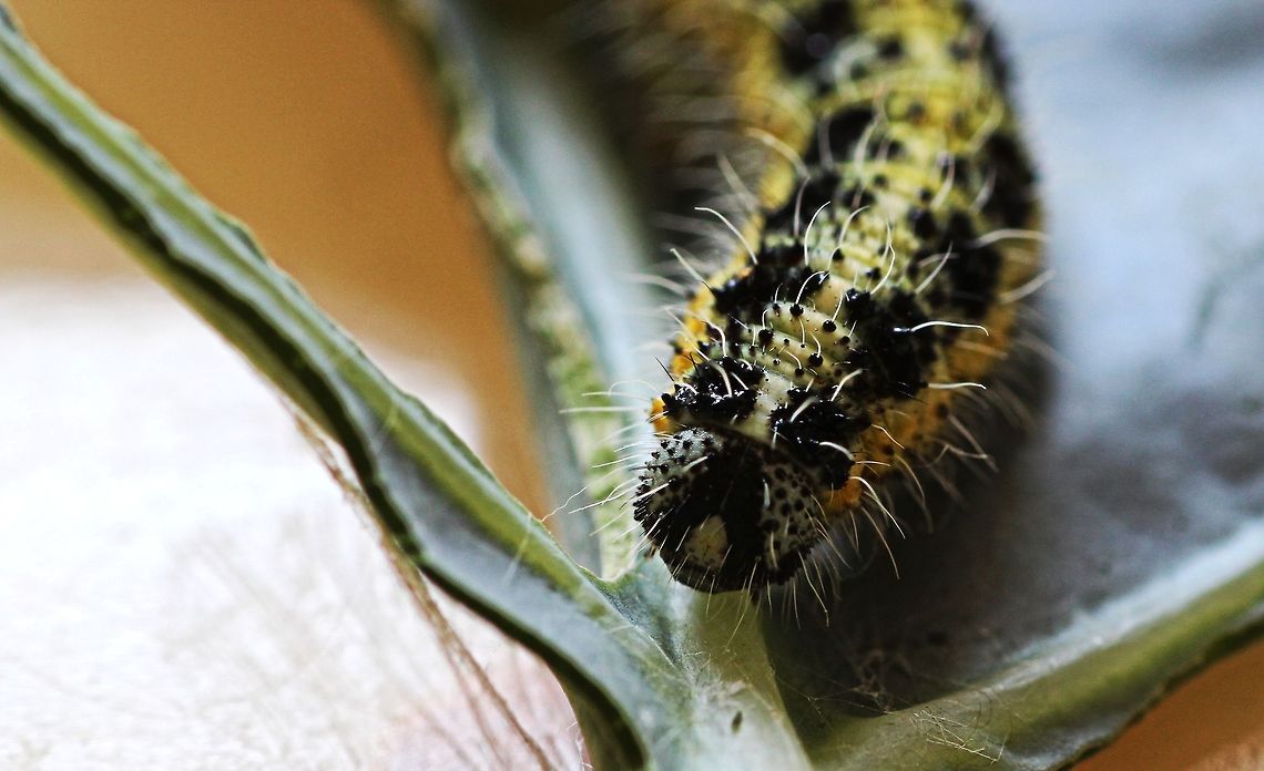 Large cabbage white Found this little fellow and 100&#039;s of his kind munching through our broccili. Need ot get the spray out!! Bulgaria,Cabbage White,Geotagged,Macro,Pieris brassicae,Summer,caterpillar