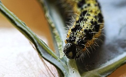 Large cabbage white Found this little fellow and 100's of his kind munching through our broccili. Need ot get the spray out!! Bulgaria,Cabbage White,Geotagged,Macro,Pieris brassicae,Summer,caterpillar