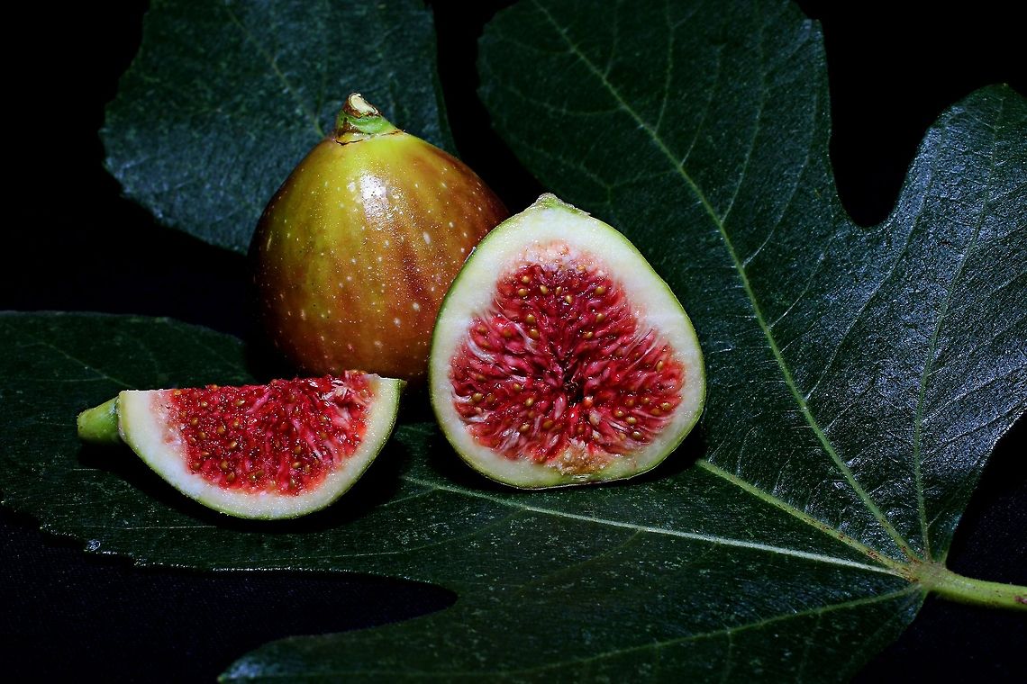 Ficus carica &ndash; Common fig  Ficus carica,Ficus carica &ndash; Common fig