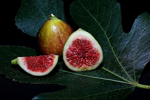 Ficus carica &ndash; Common fig  Ficus carica,Ficus carica &ndash; Common fig