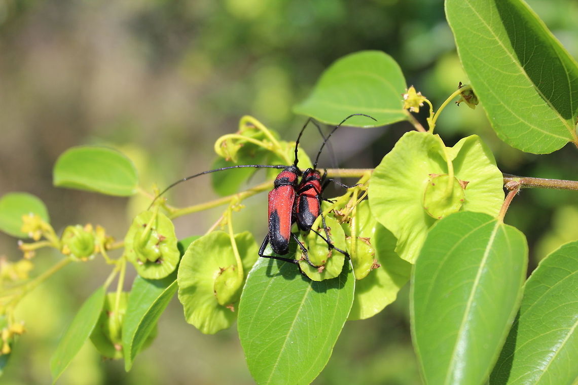 The love bugs (2) This is another shot of the male and female &quot;love bugs&quot;, (see my previous post). This one is posted at the request of wildflower to help identify the bug in question and for which I am grateful for all your input Purpuricenus budensis