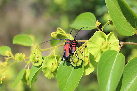 The love bugs (2) This is another shot of the male and female "love bugs", (see my previous post). This one is posted at the request of wildflower to help identify the bug in question and for which I am grateful for all your input Purpuricenus budensis