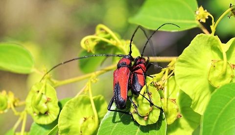 The love bugs (2) This is another shot of the male and female "love bugs", (see my previous post). This one is posted at the request of wildflower to help identify the bug in question and for which I am grateful for all your input Purpuricenus budensis