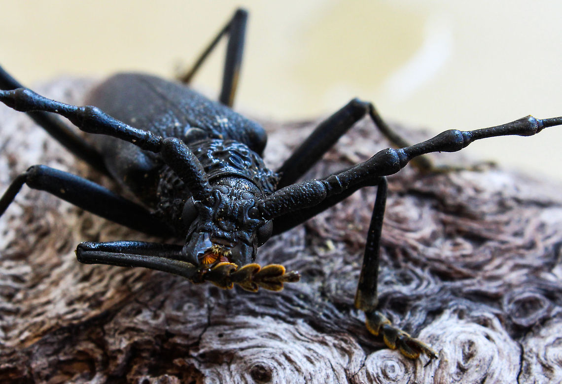 The ''Cerambyx cerdo'', commonly known as great capricorn beetle The &#039;&#039;Cerambyx cerdo&#039;&#039;, commonly known as great capricorn beetle, is a species of beetle in family Cerambycidae. It is widespread in Algeria, Armenia, Austria, Azerbaijan, Belarus, Bulgaria, Croatia, the Czech Republic, France, Georgia, Germany, Hungary, Iran, Italy, Moldova, Morocco, Poland, Portugal, Spain, Sweden, Switzerland, Tunisia, Turkey, Ukraine, and the United Kingdom. Bulgaria,Cerambyx cerdo,Geotagged
