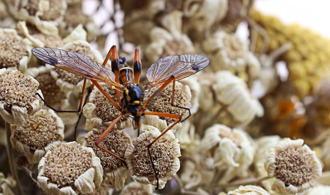Crane fly As per requested, best top view I could get. Ctenophora,Ctenophora elegans,Ctenophorinae,Diptera,Nematocera,Tipulidae