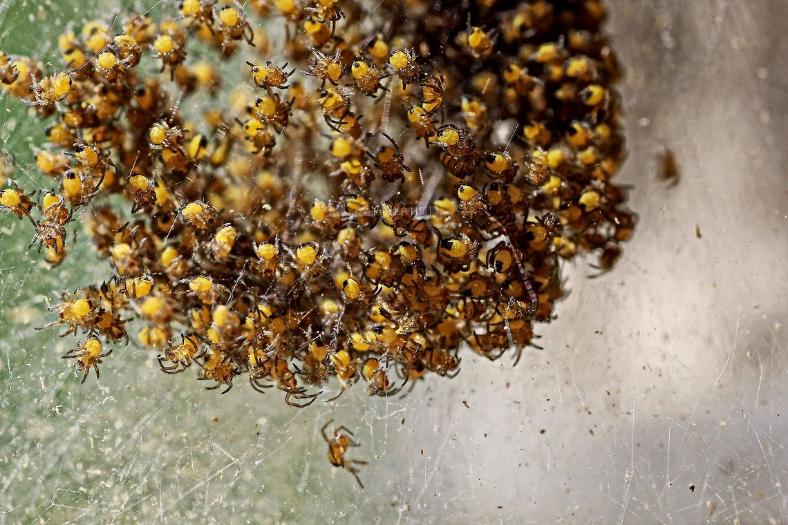 Spiders Nursey Found these little guys in my front garden. Arachnophobics beware !!