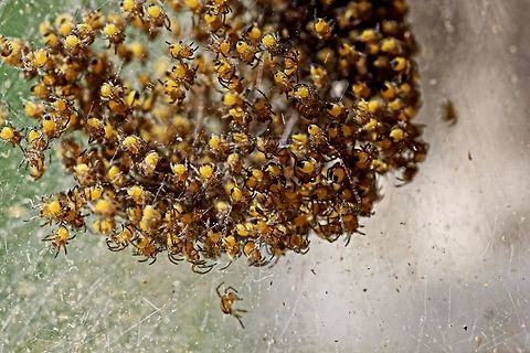 Spiders Nursey Found these little guys in my front garden. Arachnophobics beware !!