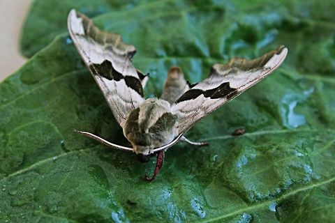 Lime_Hawk-moth_-_Mimas_tiliae Another find from our garden in Stambolvo, Bulgaria Bulgaria,Geotagged,Mimas tiliae,Spring