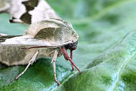 Lime Hawk-moth - Mimas tiliae - close_up  Bulgaria,Geotagged,Mimas tiliae,Spring