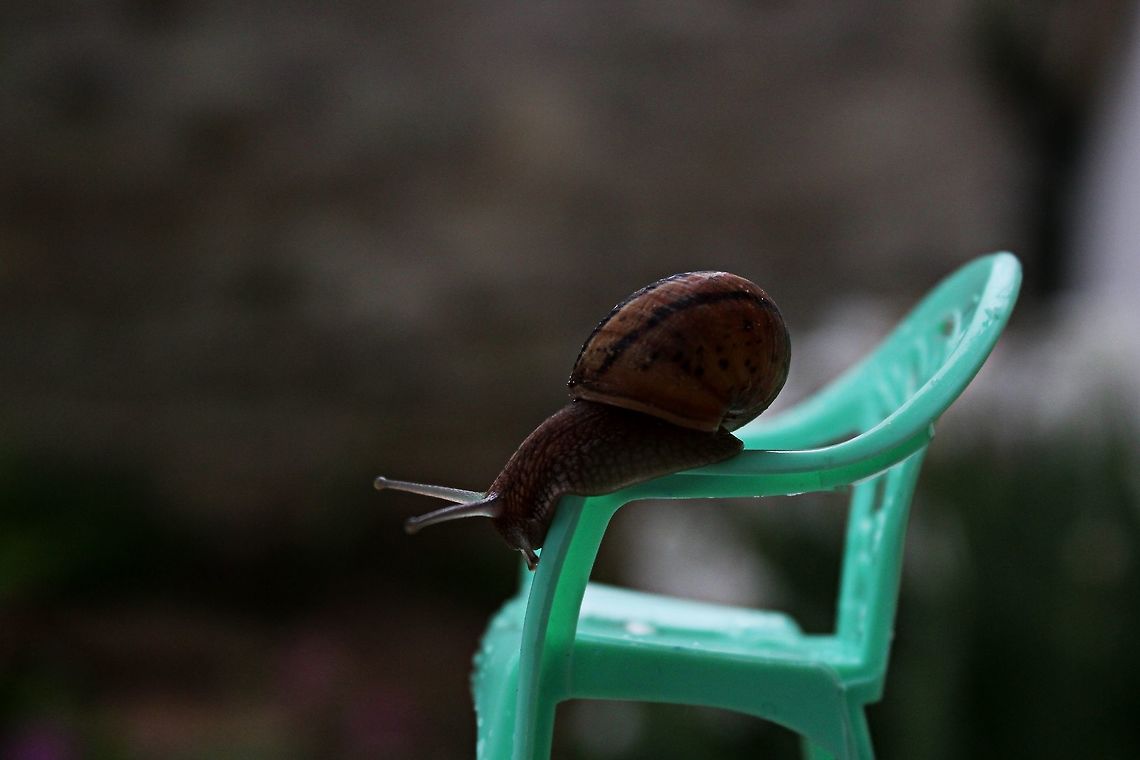 Garden snail Giant snail or small chair, a whimsical post, hope you like? :o) Bulgaria,Geotagged,Helix aspersa,Spring