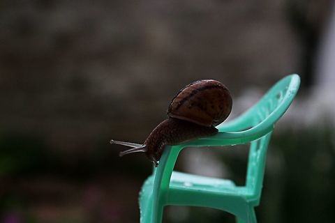 Garden snail Giant snail or small chair, a whimsical post, hope you like? :o) Bulgaria,Geotagged,Helix aspersa,Spring