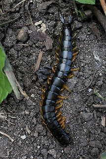 "Beast of the Balkans" centipede Disturbed this whilst digging in the garden. The locals tell me it's bite resembles a bee sting, I'm not prepared to find out!! Scolopendra cingulata