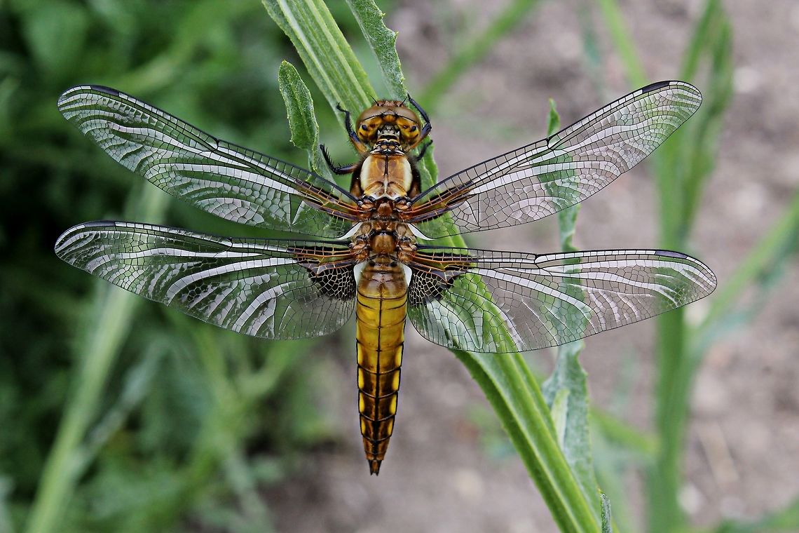 Immature male dragonfly found him resting in the garden Broad-bodied chaser,Bulgaria,Libellula depressa,dragonfly,insect
