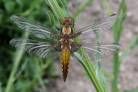 Immature male dragonfly found him resting in the garden Broad-bodied chaser,Bulgaria,Libellula depressa,dragonfly,insect