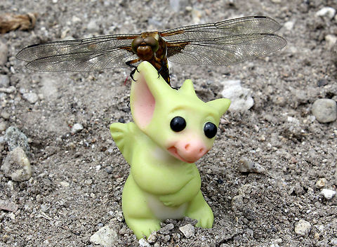"Dragon - Fly" "What's that you say, we're related". Broad-bodied chaser,Bulgaria,Libellula depressa,dragonfly,humourous,whimsical