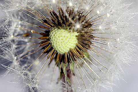 Heart of the dandelion close up shot of the common dandelion Common dandelion,Taraxacum officinale