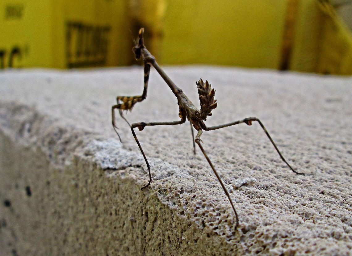 Mantis ??             Found this little guy in a local builders yard, no idea what it is, anyone help?                    Bulgaria,Empusa fasciata,Geotagged,Winter
